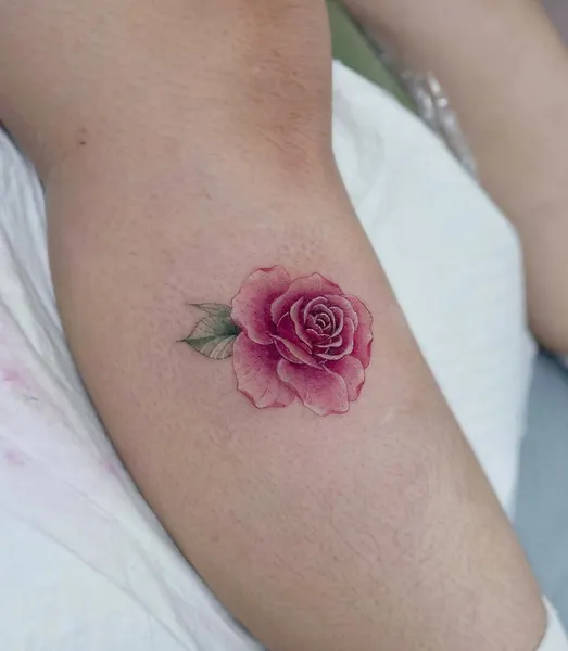 Flower, Rose, 모란