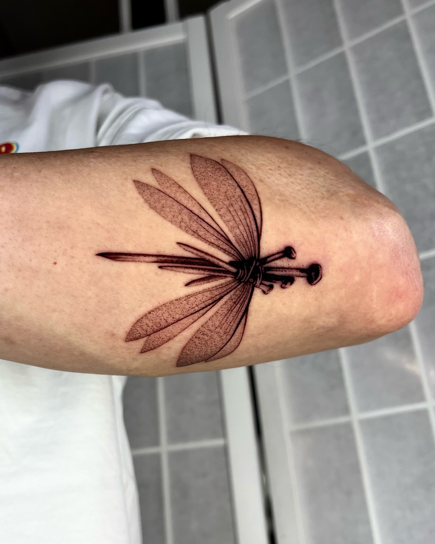 Animal, 잠자리, 매미, Nature