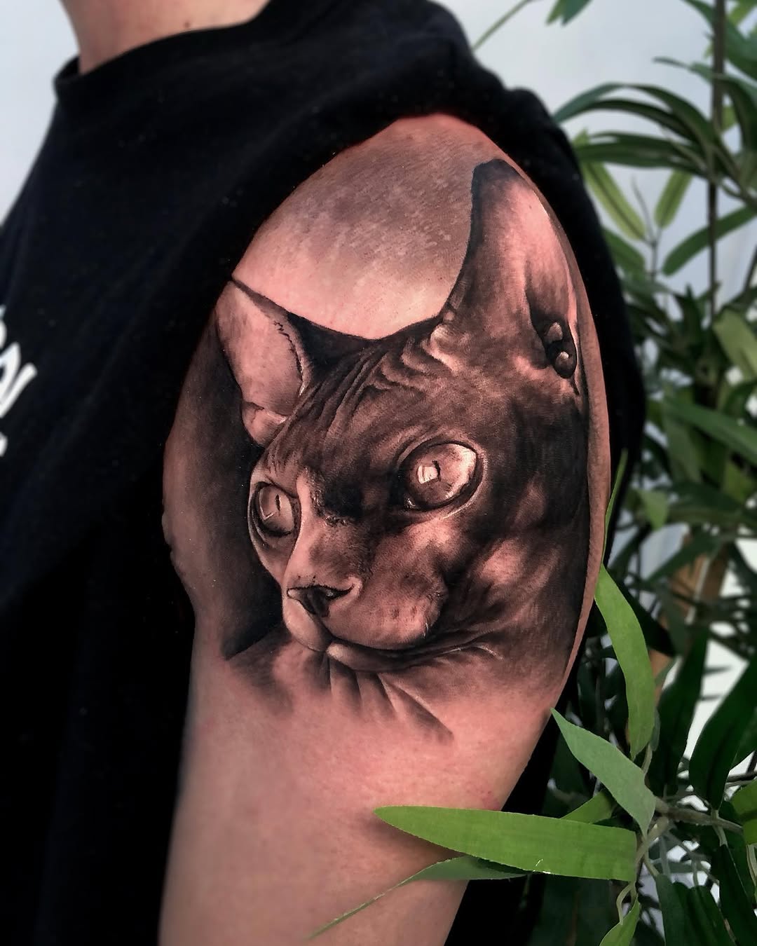 Animal