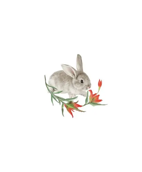 토끼, Animal