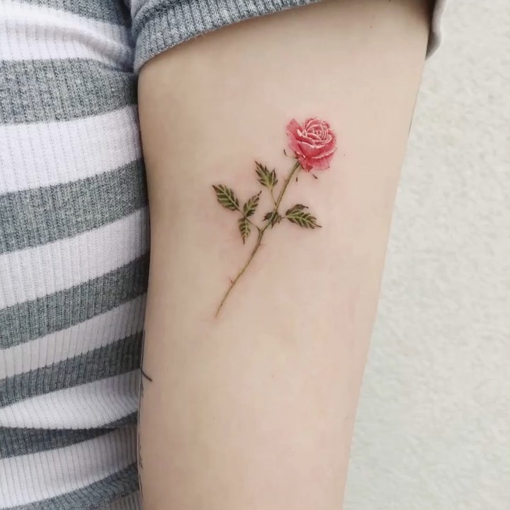 Flower, Rose, Nature