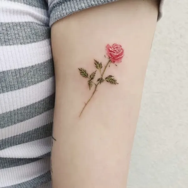 Flower, Rose, Nature