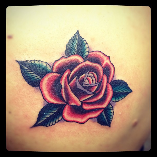 Flower, Rose, Nature