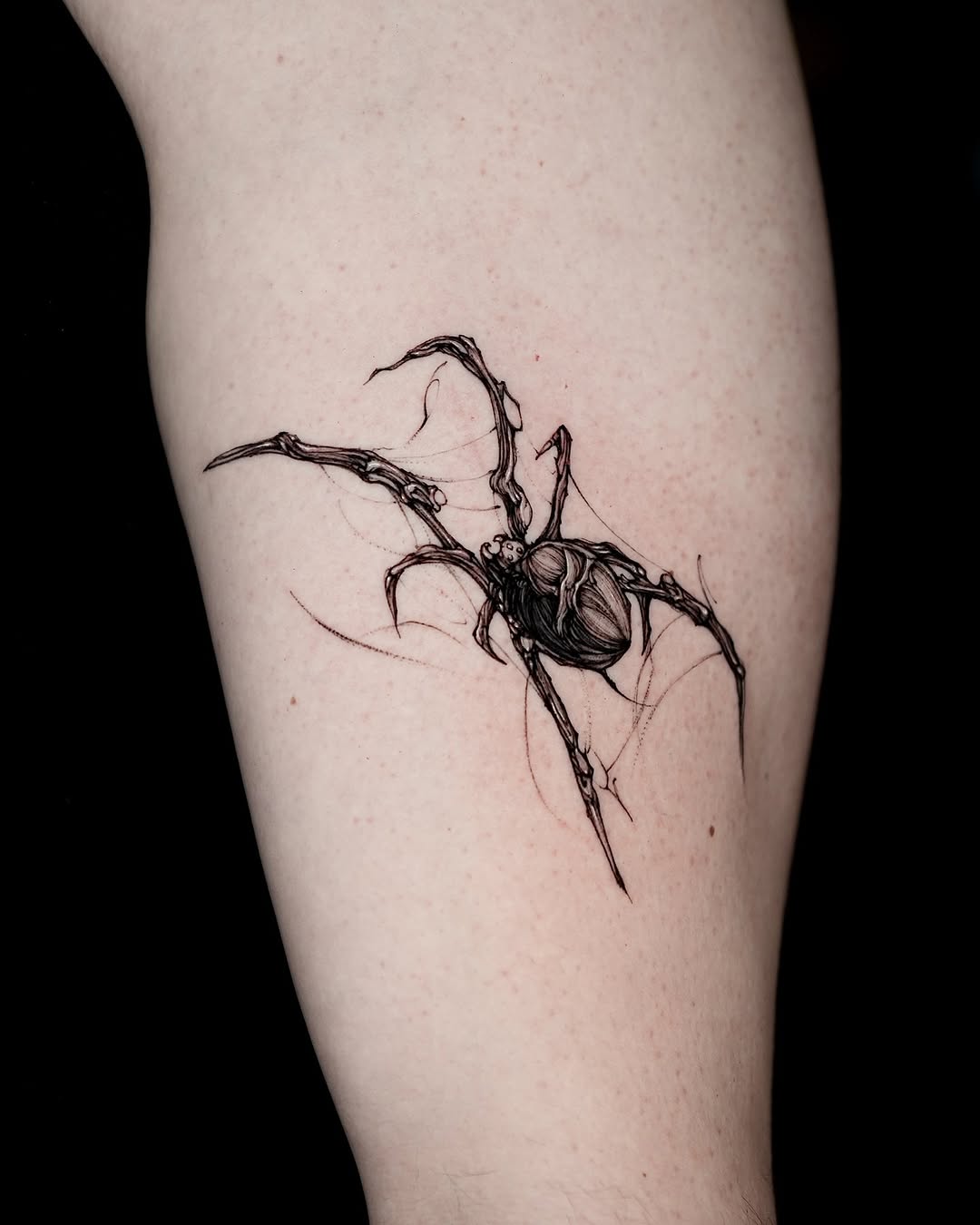 Animal, 거미