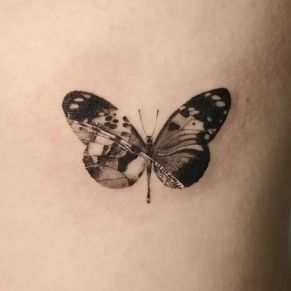 Animal, Nature, 나방, 나비