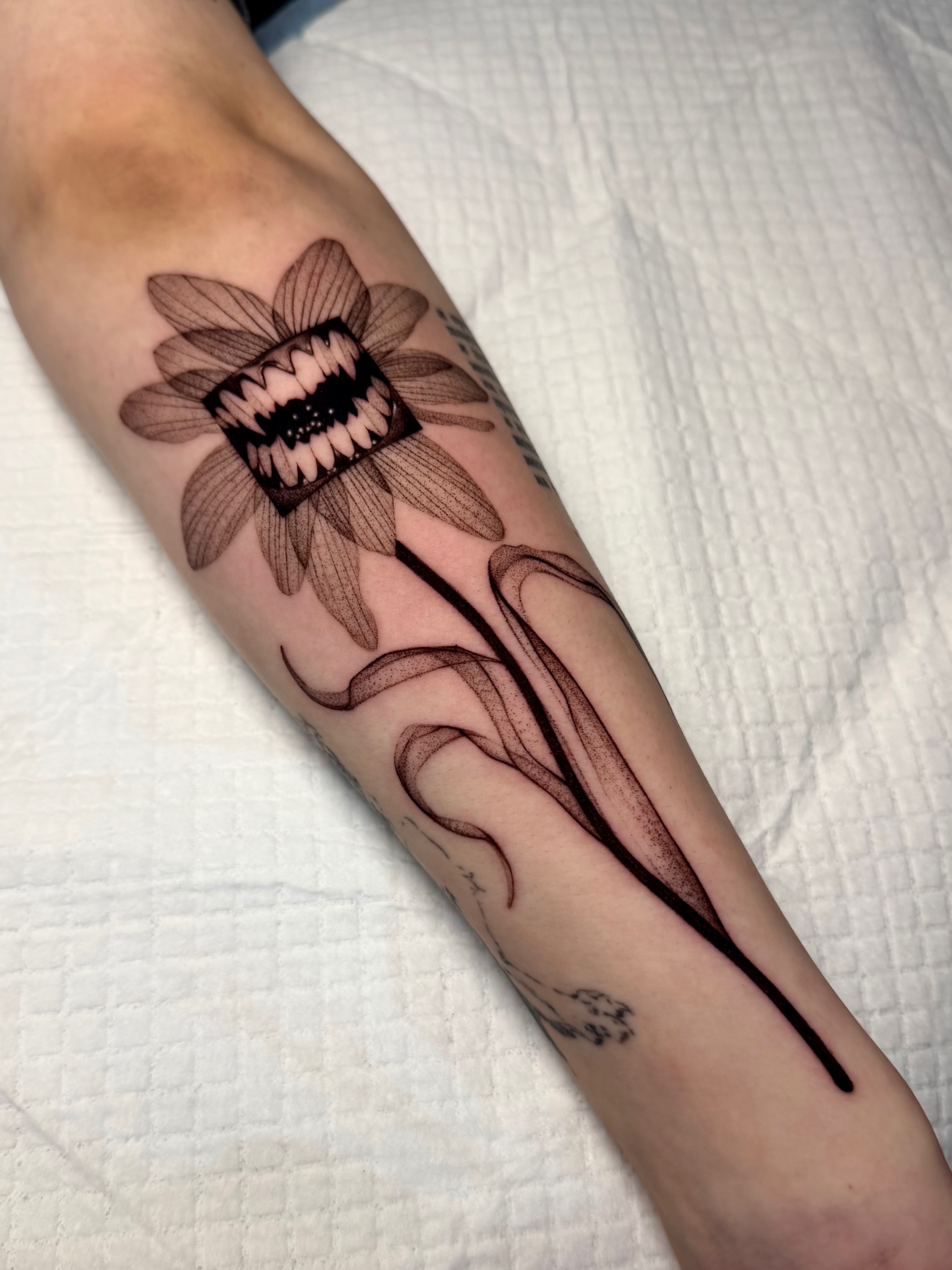 Flower, Rose, 해바라기