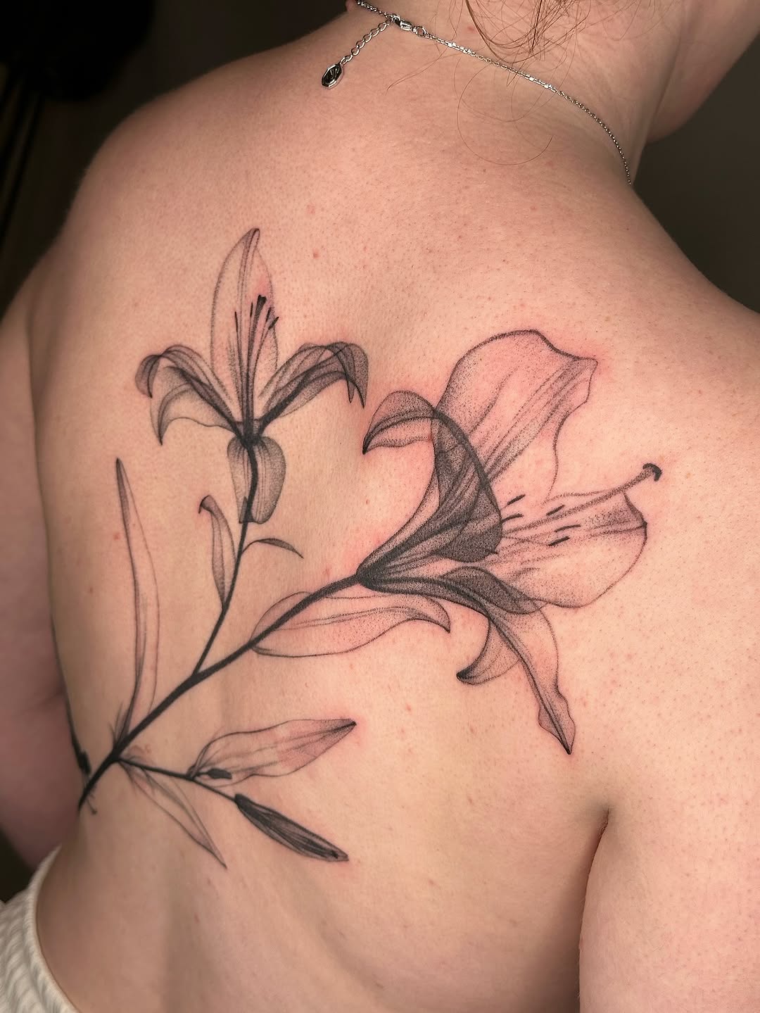 plantsnpokes