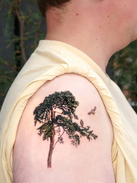 Nature, 나무, 소나무, 숲