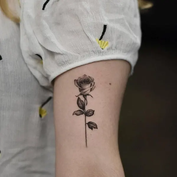 모란, Flower, Rose, Nature, 수선화