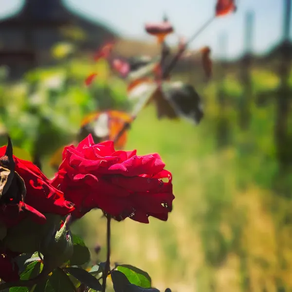 Flower, Rose, Nature