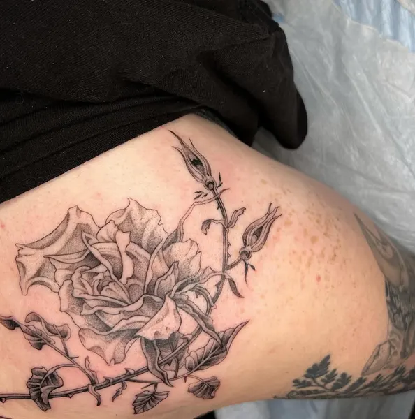 Flower, Rose, Nature