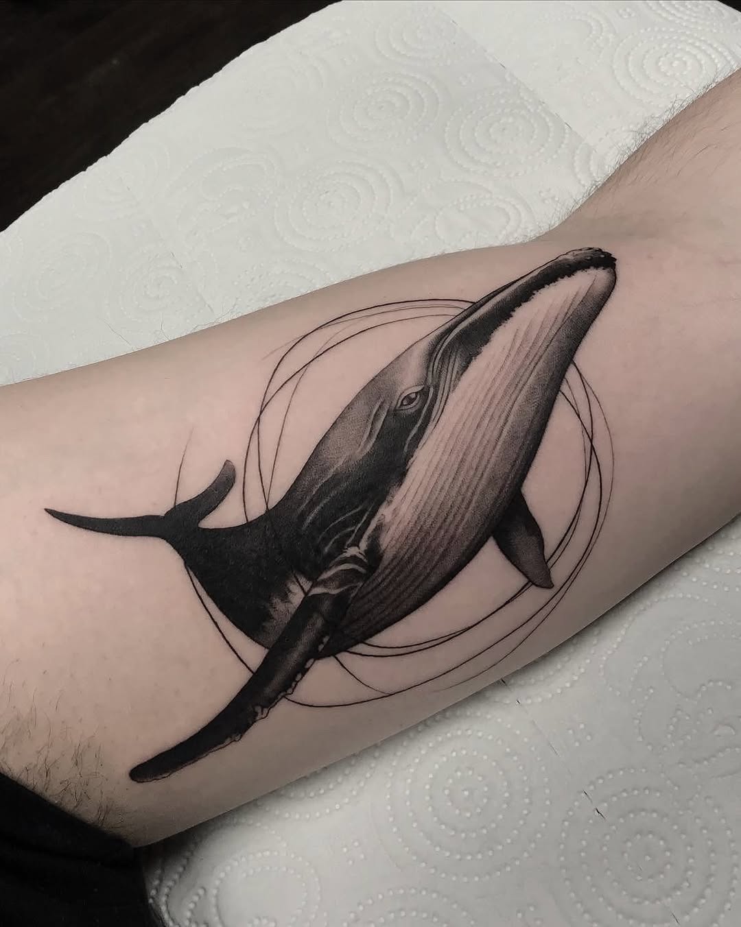 Nature, 돌고래, 상어, 고래, Animal