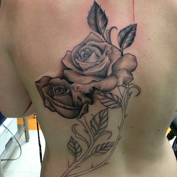 Flower, Rose, Nature