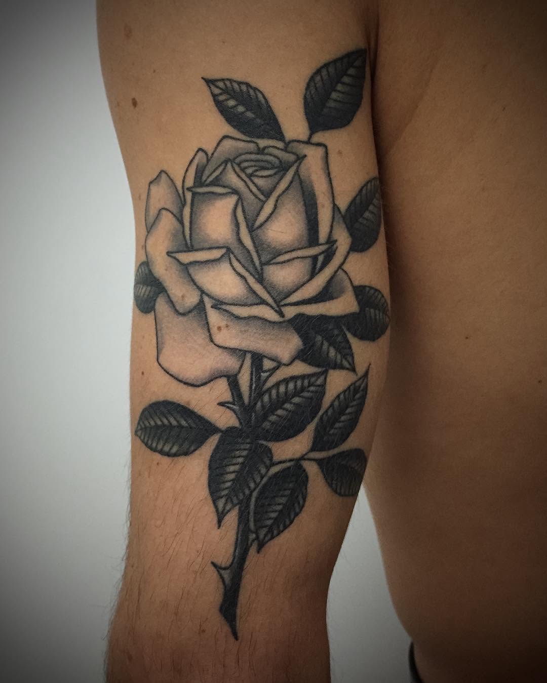 Flower, Rose, Nature
