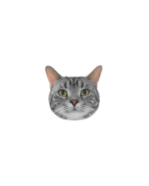 고양이, 마네키네코