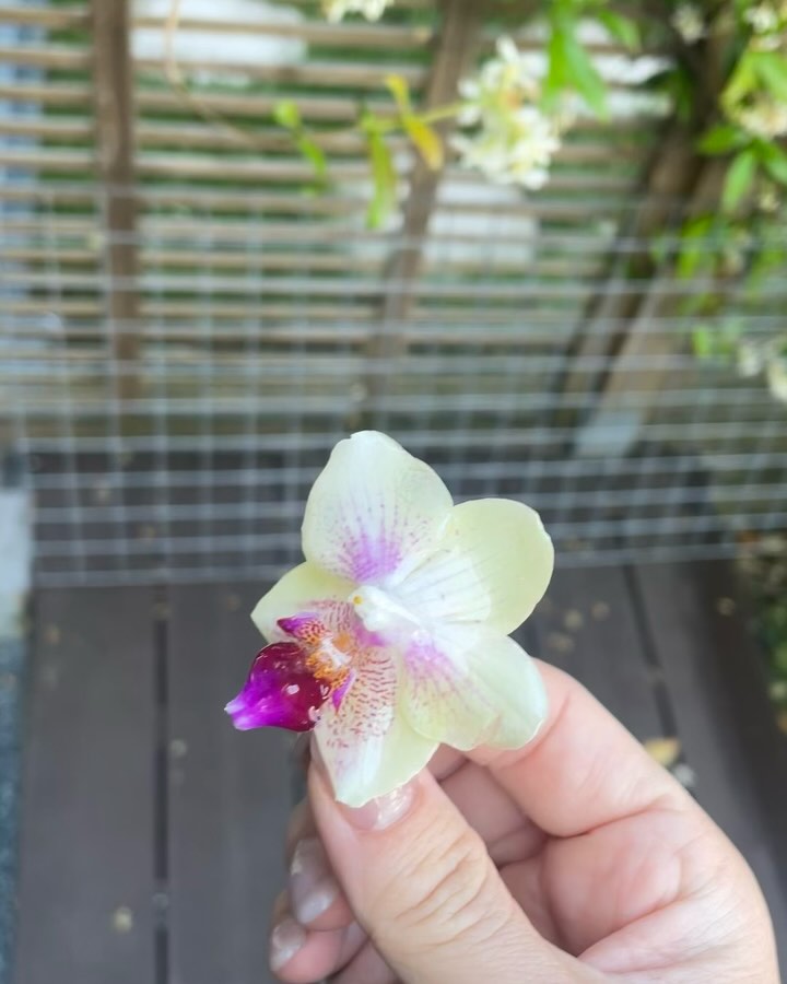 Animal, Nature, Flower