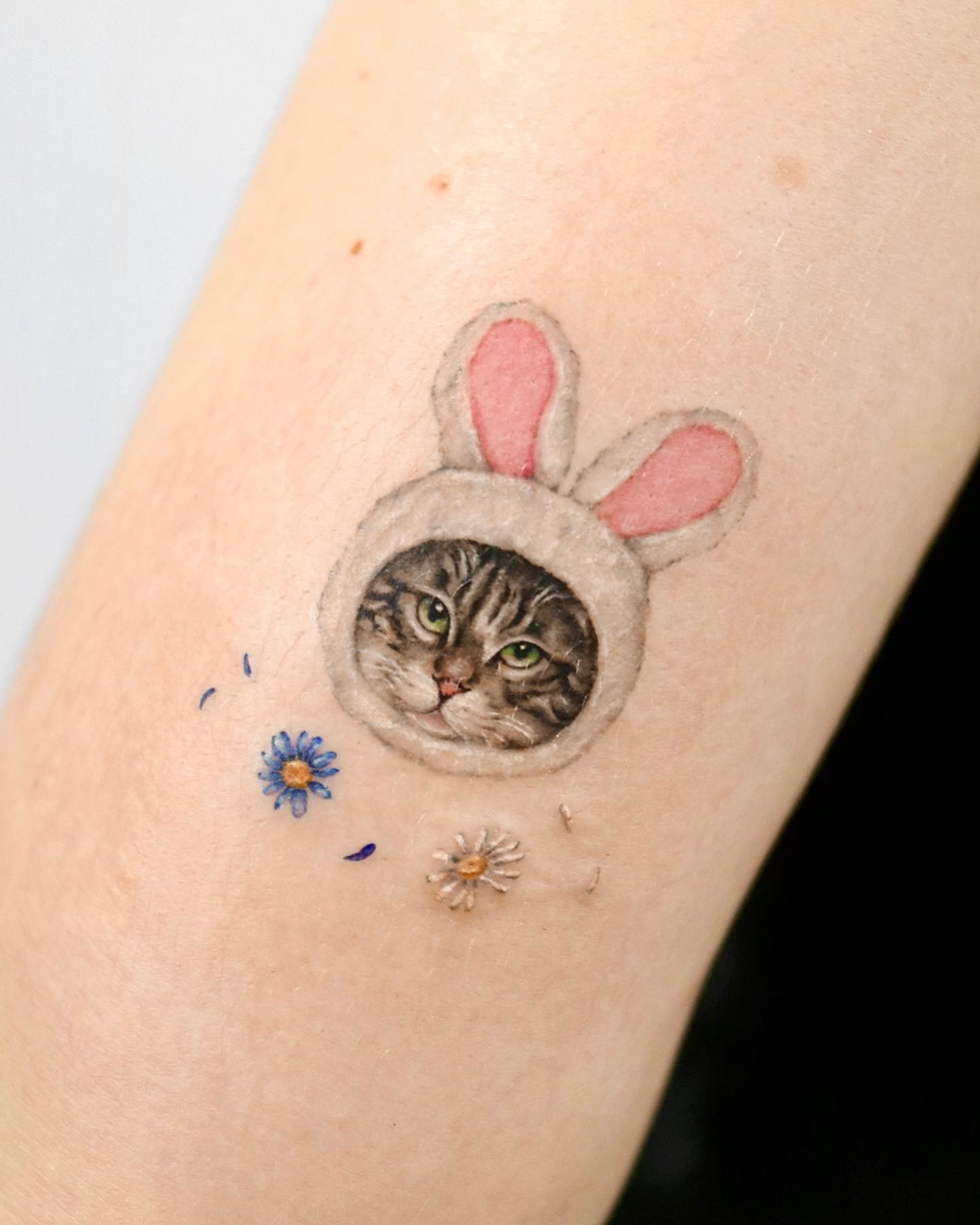 고양이