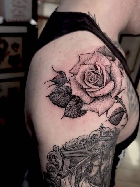 Flower, Rose, Nature