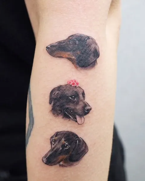 Animal