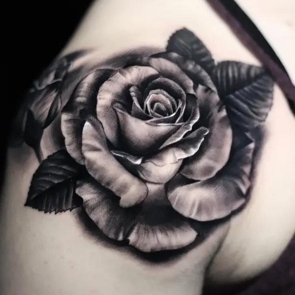 Flower, Rose, Nature