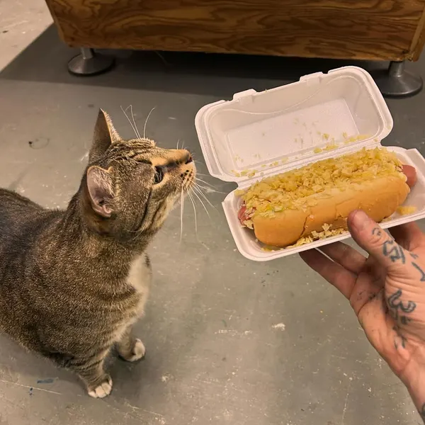 joshbovendertattoo