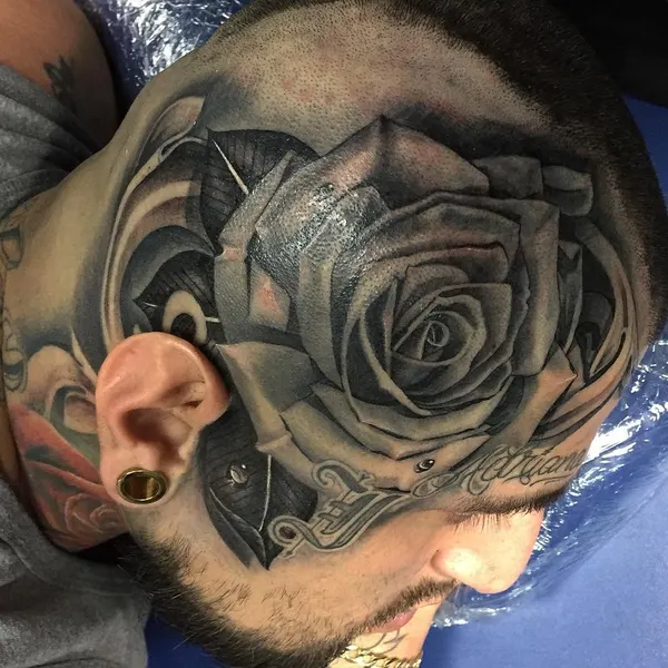 Flower, Rose, Nature