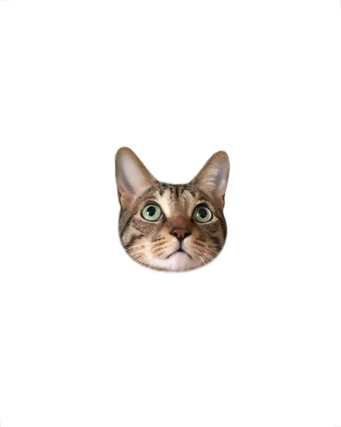 고양이