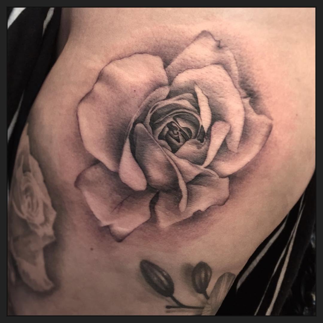 Flower, Rose, Nature