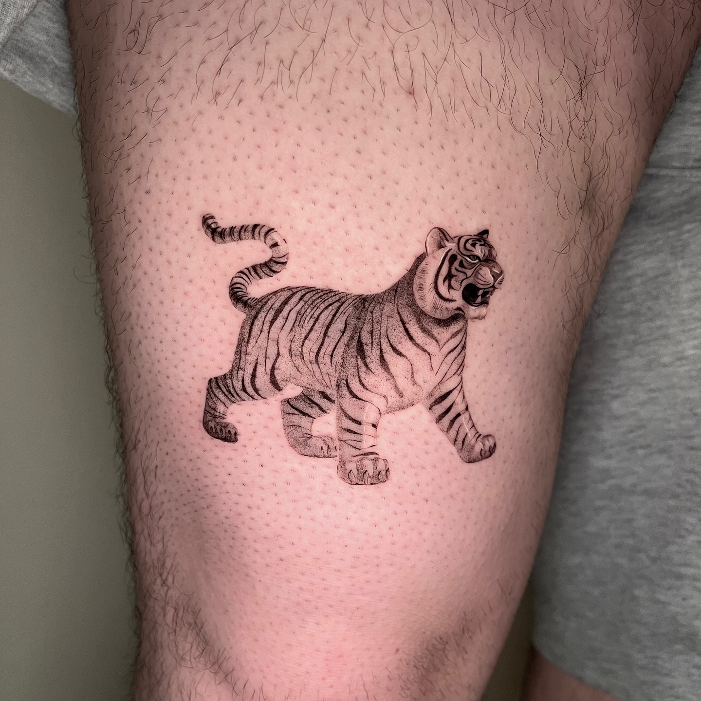 Tiger
