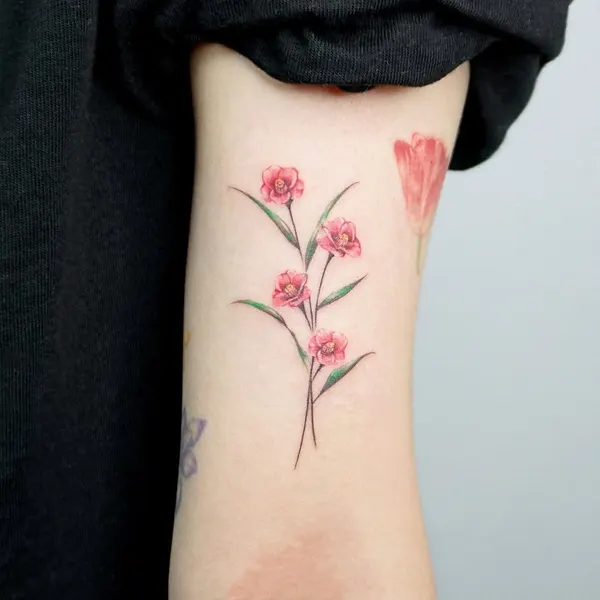 Flower, Rose, 모란, 튤립, 벚꽃