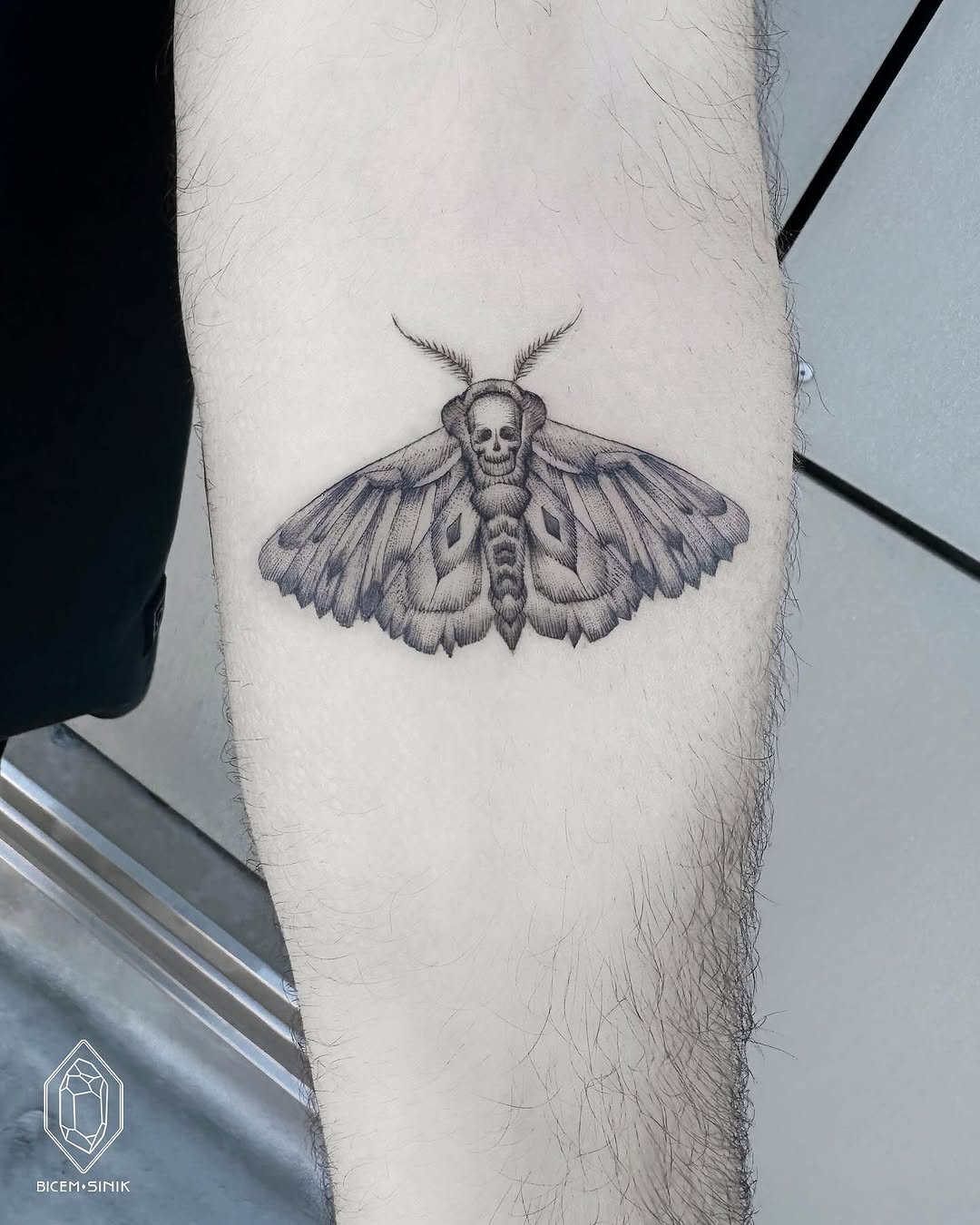 Nature, 나방, Animal