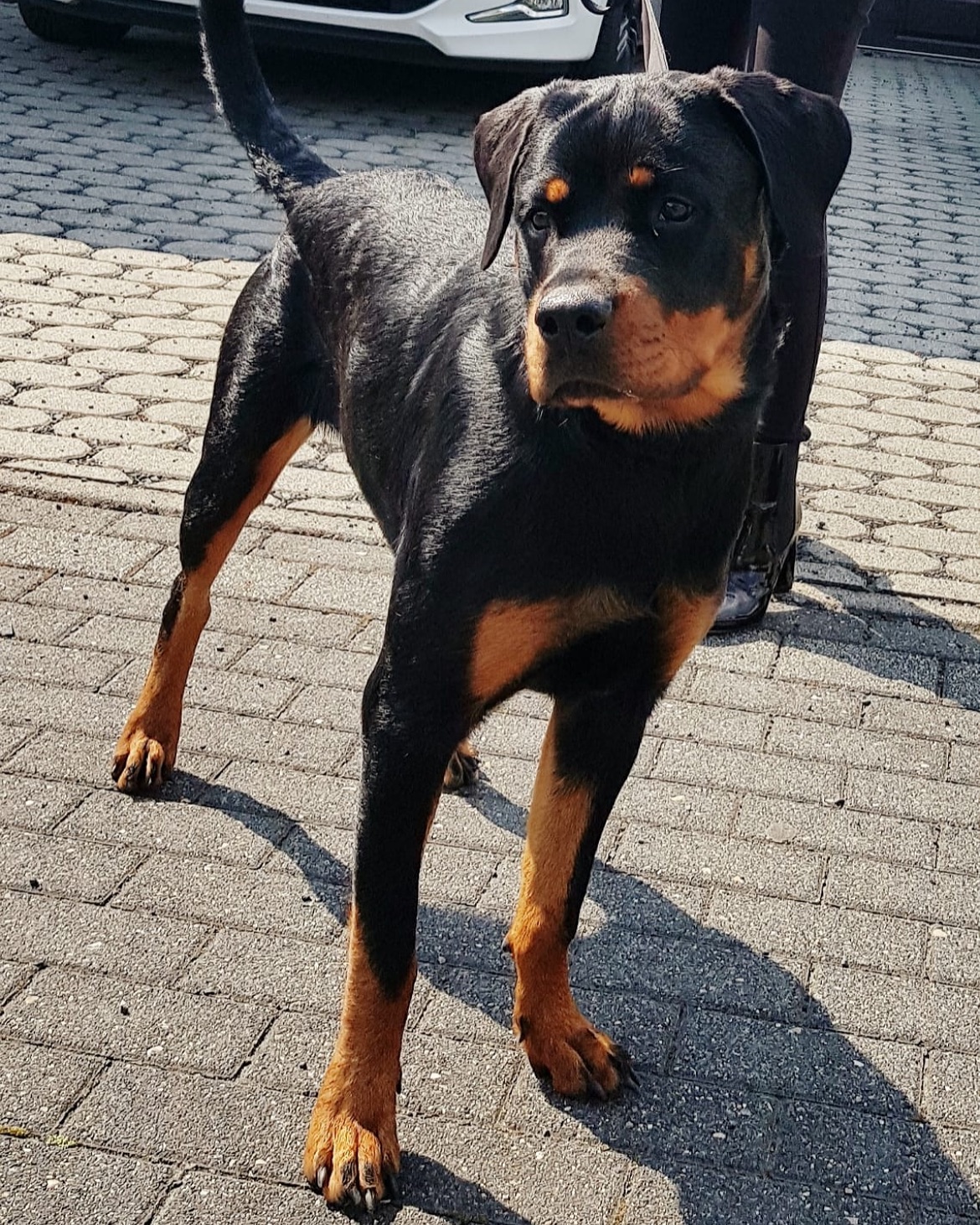 Animal