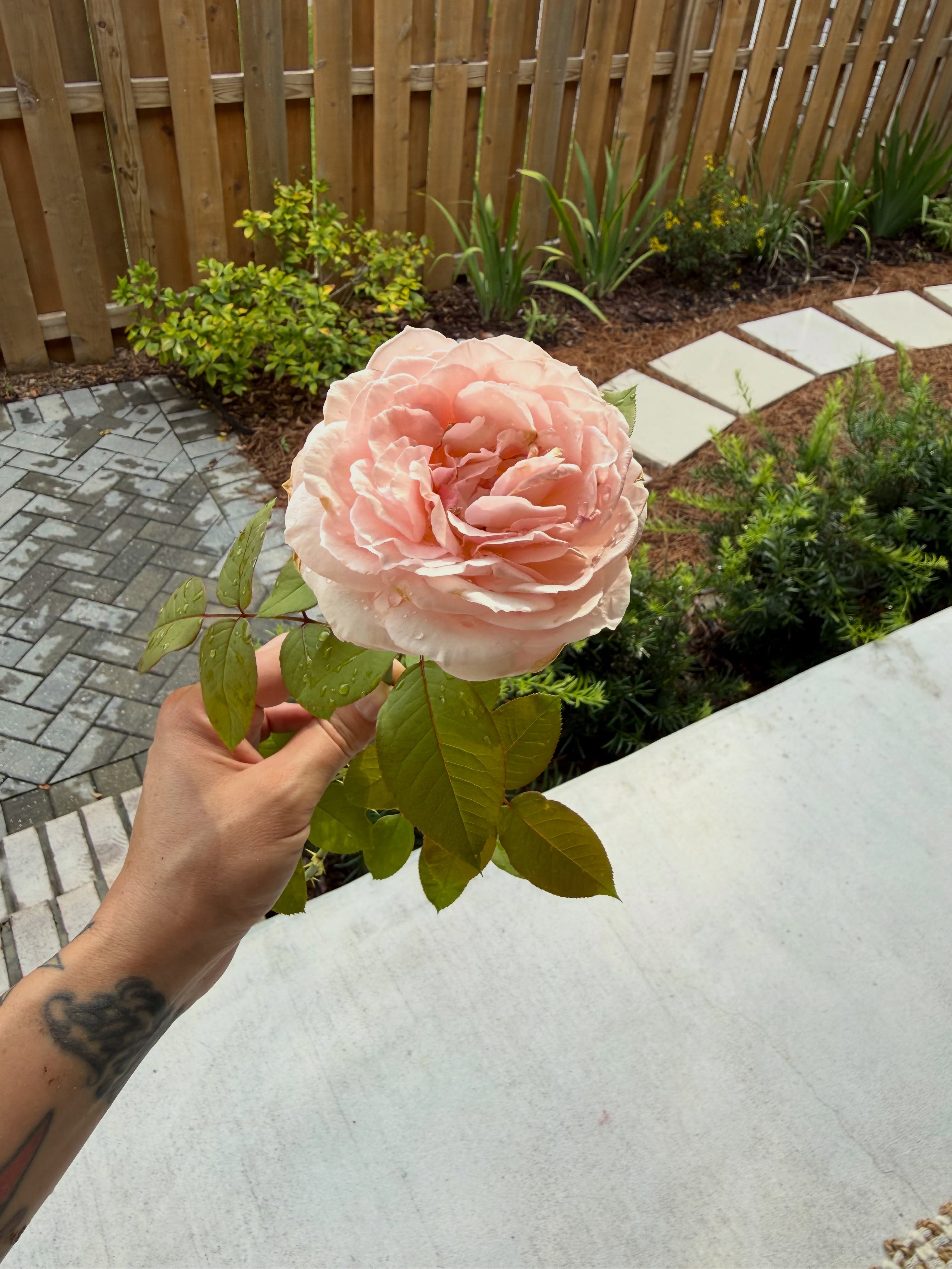 Flower, Rose, Nature