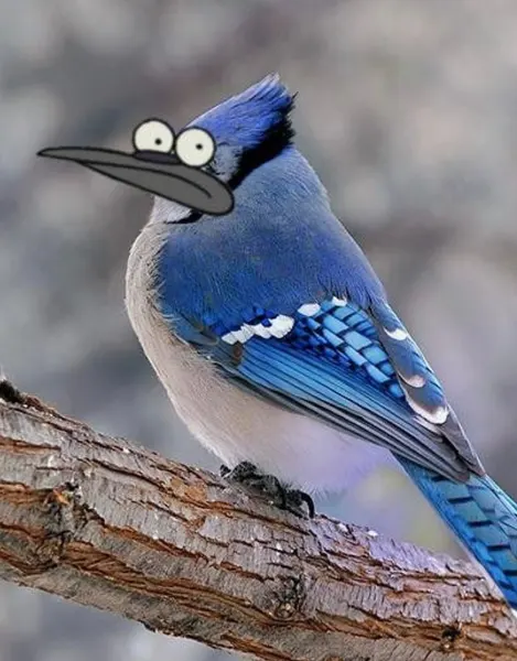 Animal