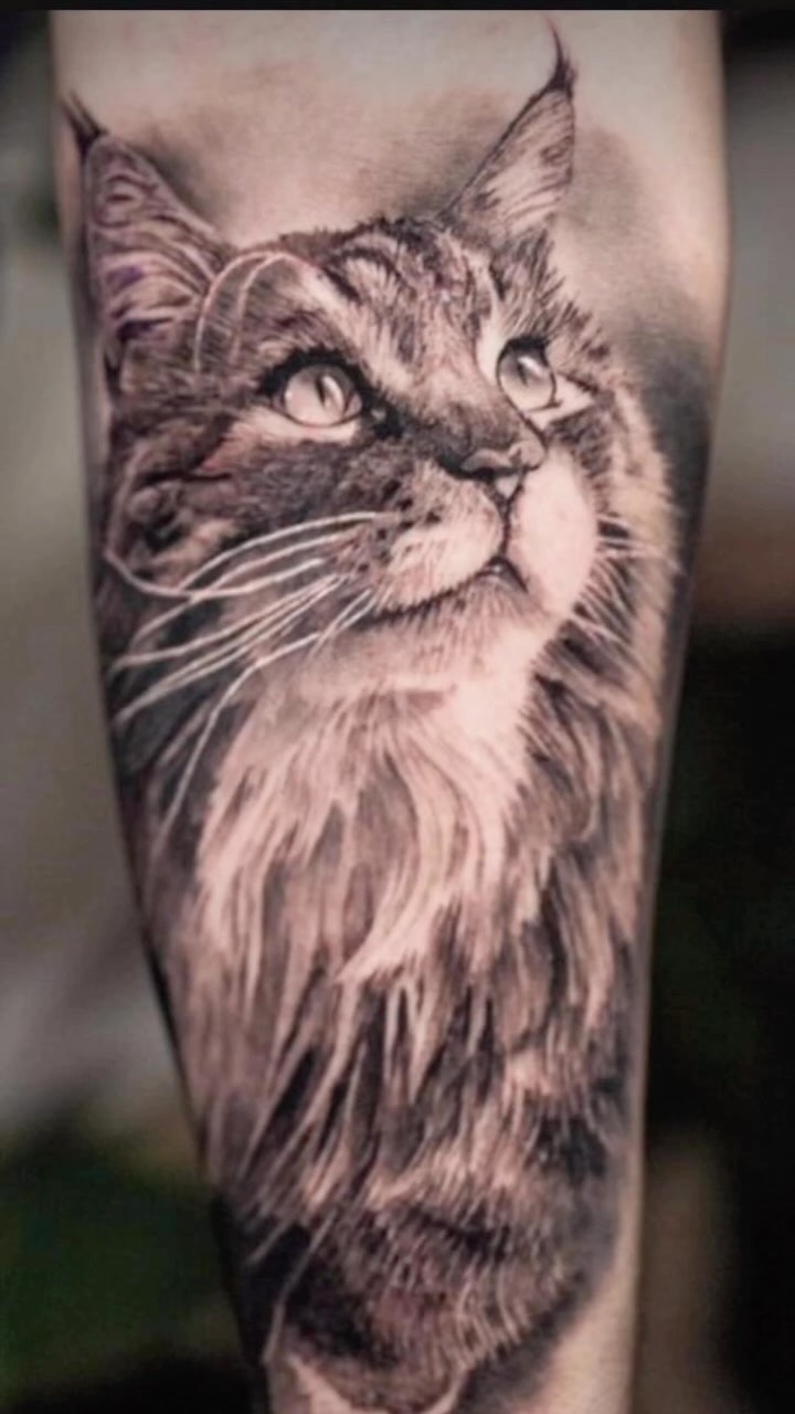 Animal