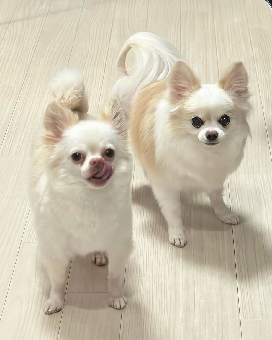 반려동물