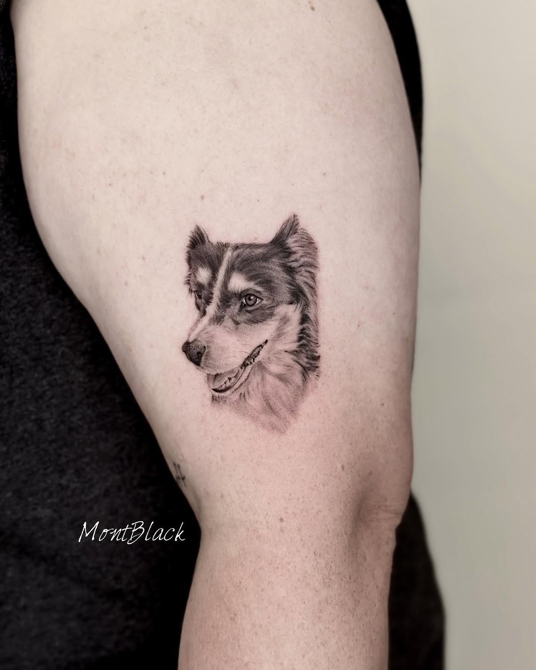 Animal