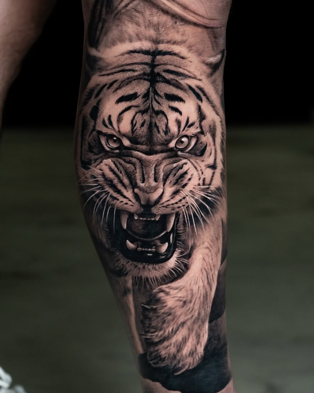 일본 호랑이, 한국 호랑이, 재규어, 사자자리, Tiger