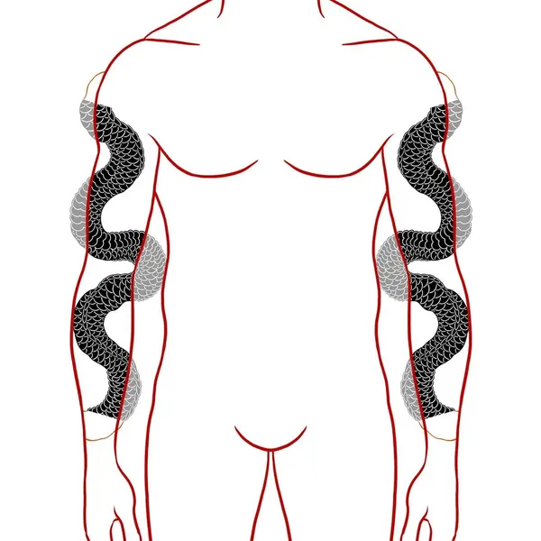 Dragon, Snake