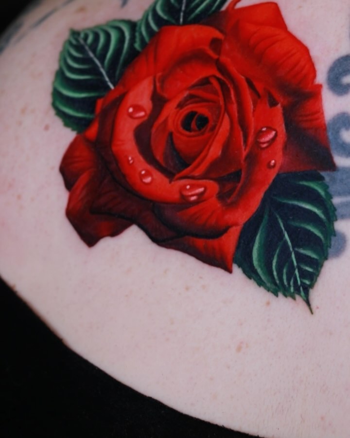 Flower, Rose, Nature