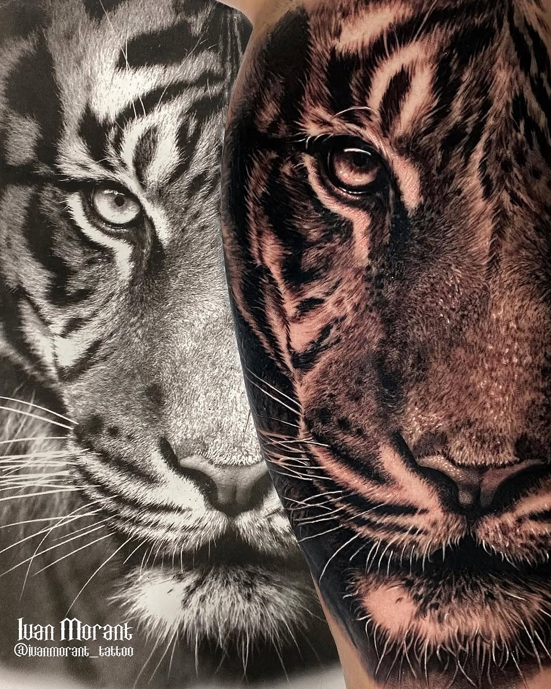 Tiger, 중국 호랑이