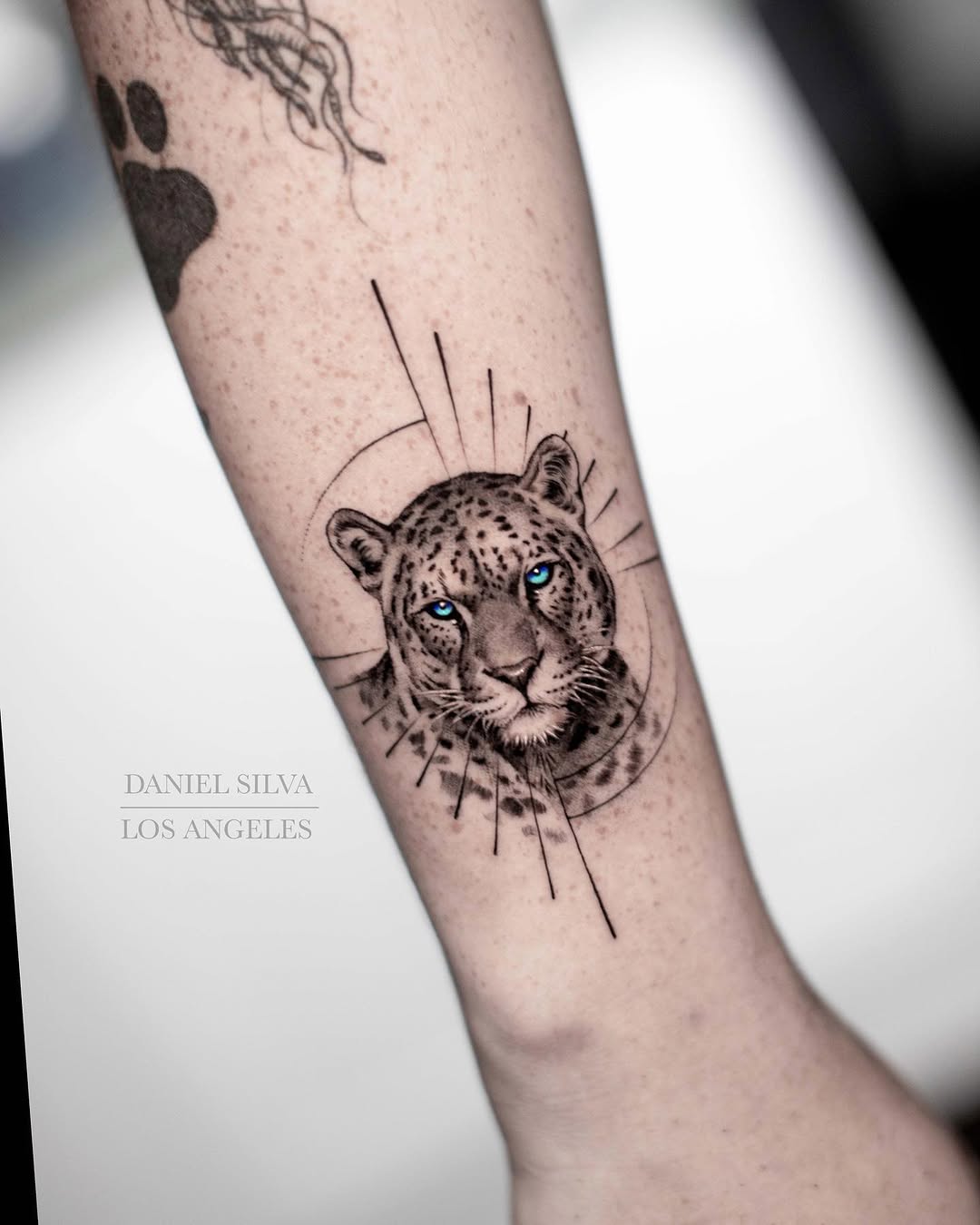 Animal