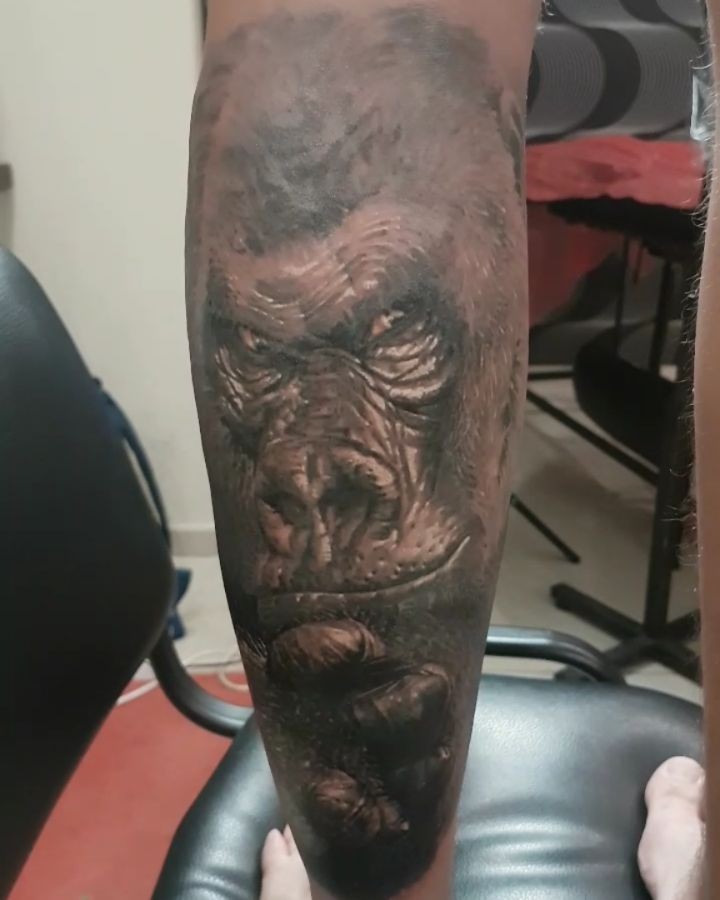 Tiger, Animal, 고릴라, 원숭이