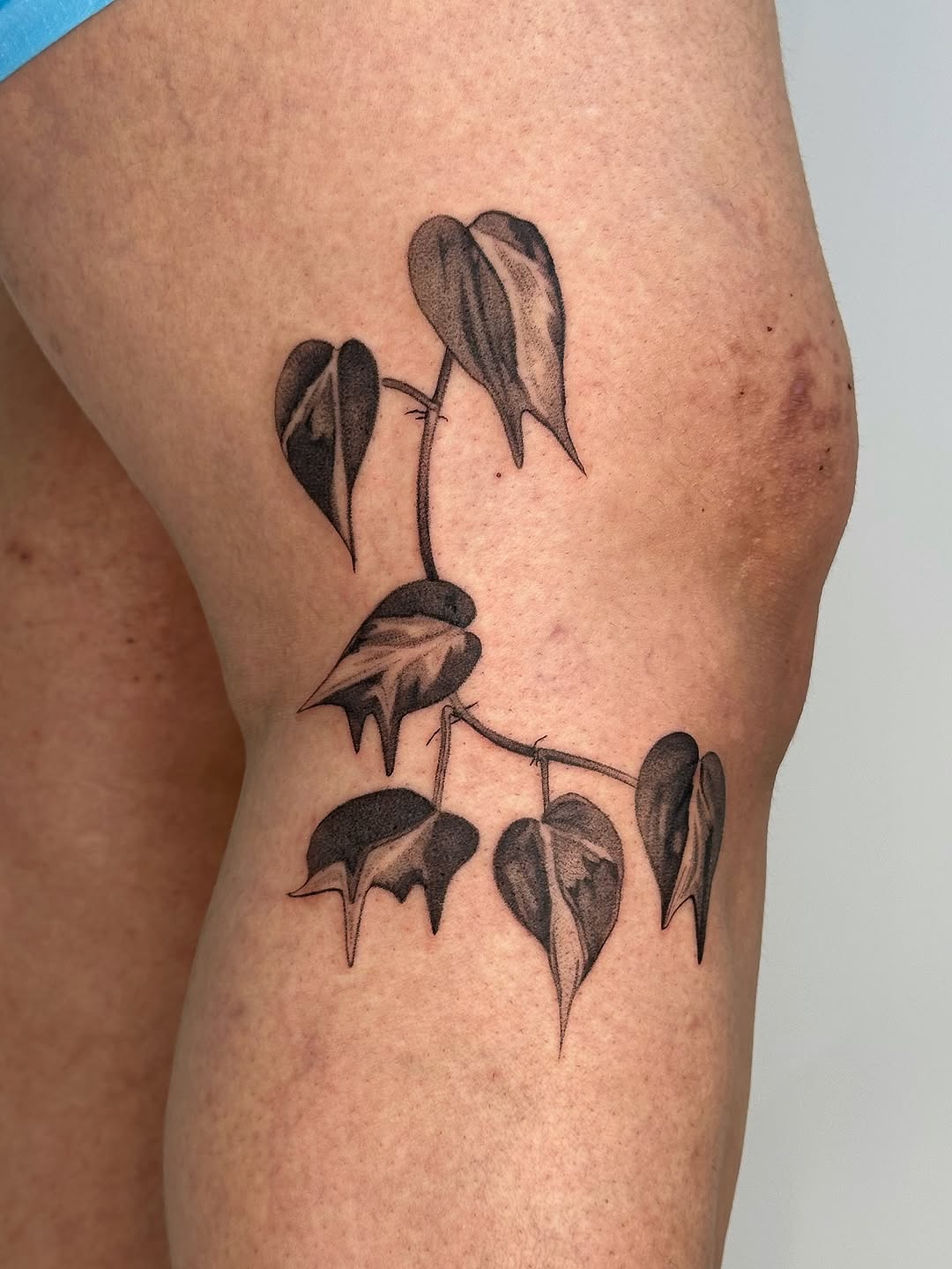 plantsnpokes
