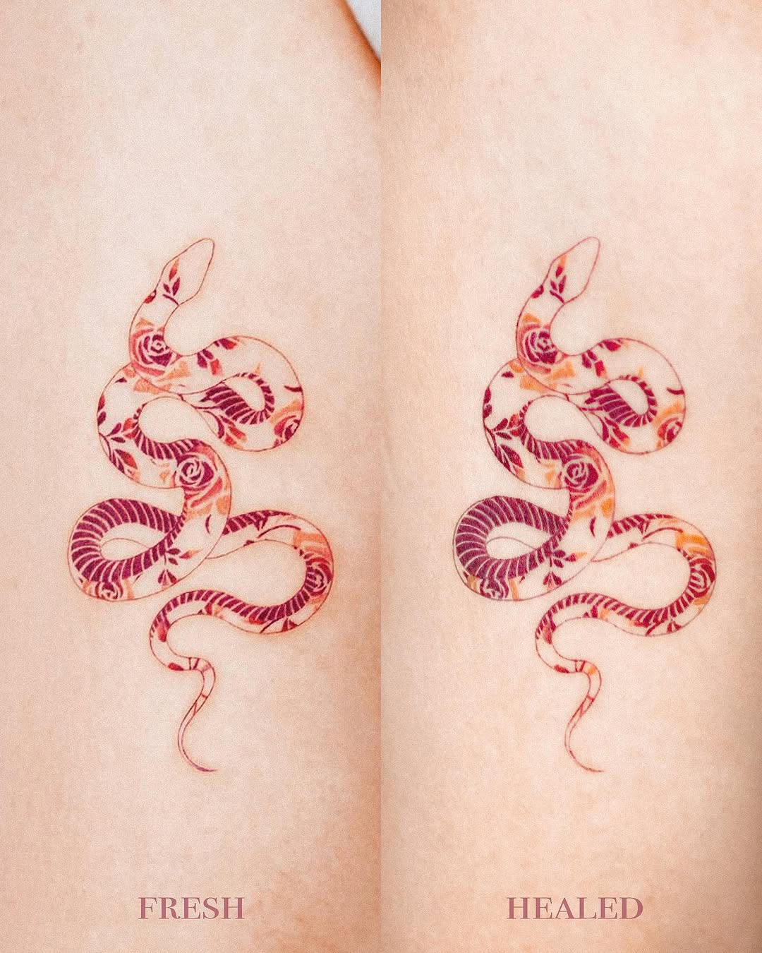 Dragon, Snake