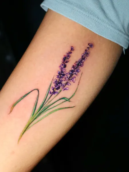 Flower, 라벤더, 허브