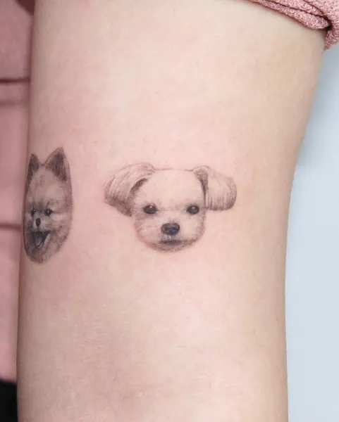 Animal