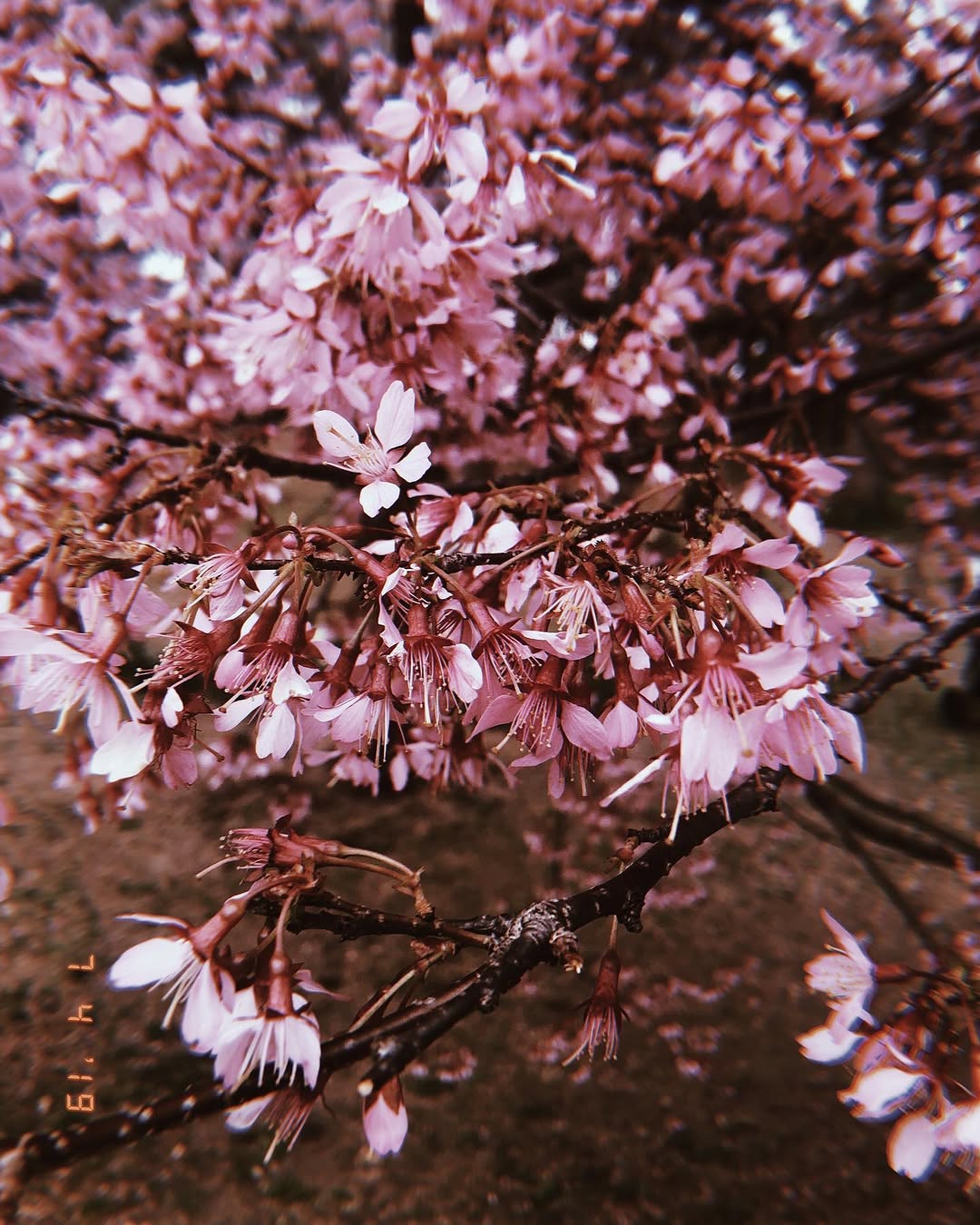 fflowerporn