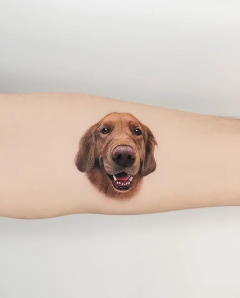 Animal