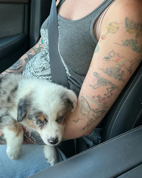 joshbovendertattoo